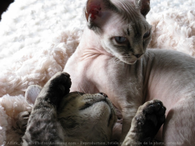 Photo de Devon rex