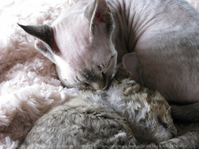 Photo de Devon rex