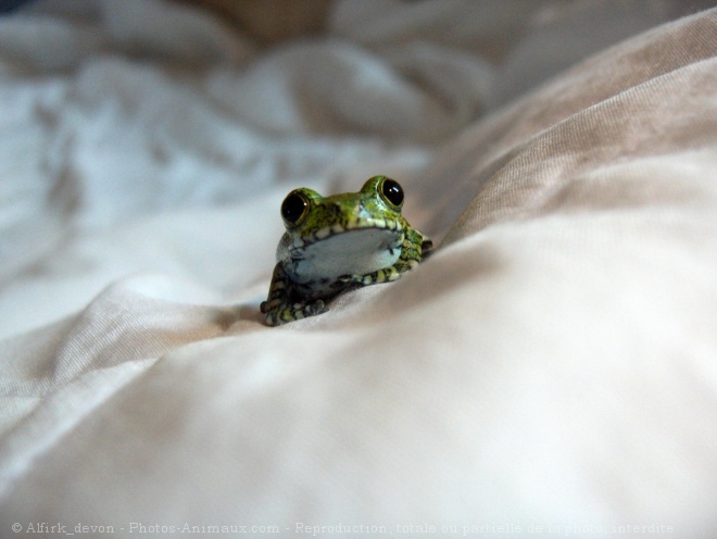 Photo de Grenouille