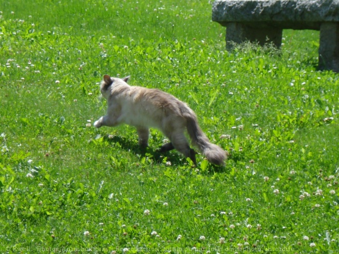 Photo de Chat domestique