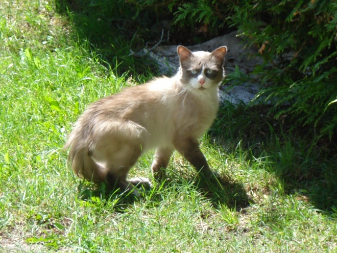 Photo de Chat domestique