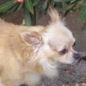 Photo de Chihuahua  poil long