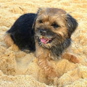 Photo de Border terrier