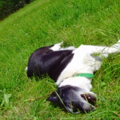 Photo de Border collie