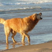 Photo de Golden retriever