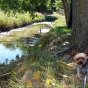 Photo de Yorkshire terrier