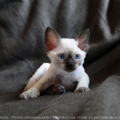 Photo de Devon rex