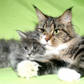 Photo de Maine coon