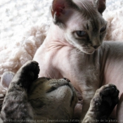 Photo de Devon rex