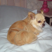 Photo de Chihuahua  poil long