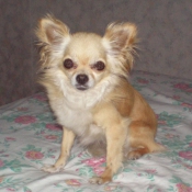 Photo de Chihuahua  poil long