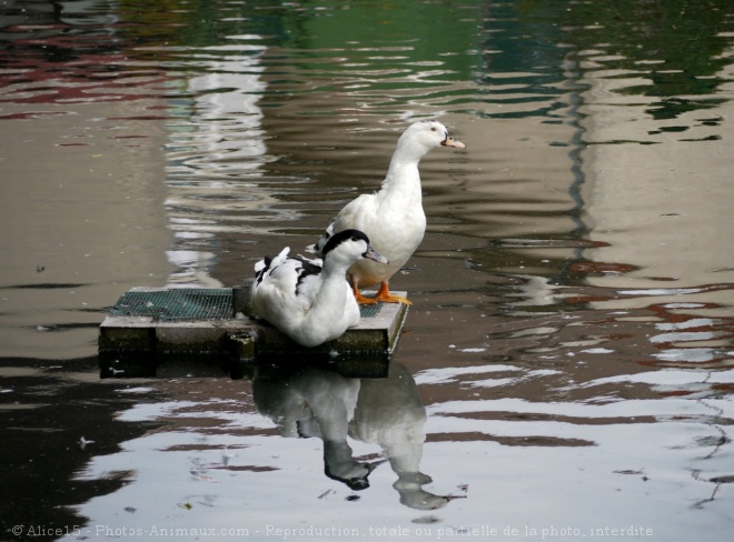 Photo de Canard