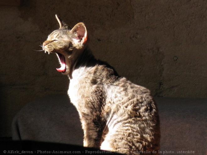 Photo de Cornish rex