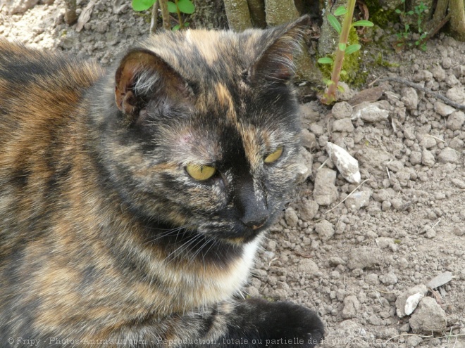 Photo de Chat domestique