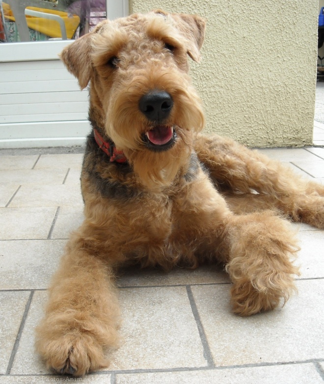 Photo d'Airedale terrier