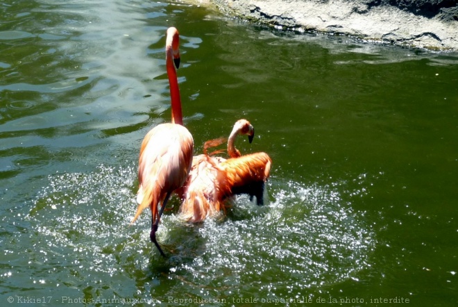 Photo de Flamand rose