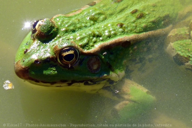 Photo de Grenouille verte commune