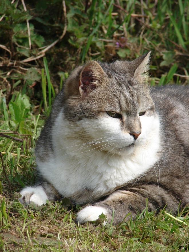 Photo de Chat domestique