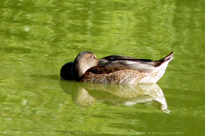 Photo de Canard