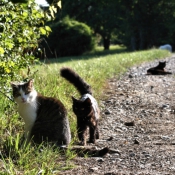 Photo de Races diffrentes