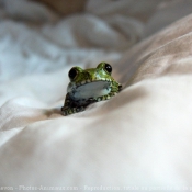 Photo de Grenouille