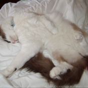 Photo de Ragdoll