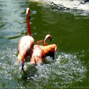 Photo de Flamand rose