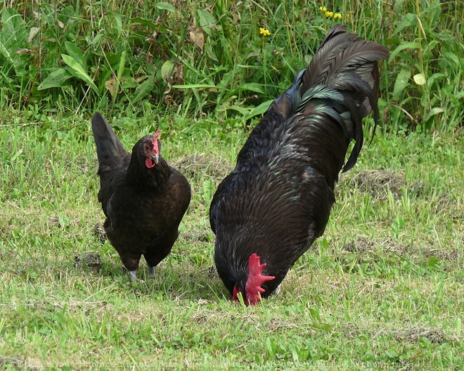 Photo de Poule