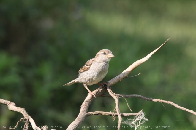 Photo de Moineau