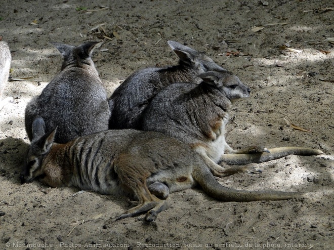 Photo de Wallaby