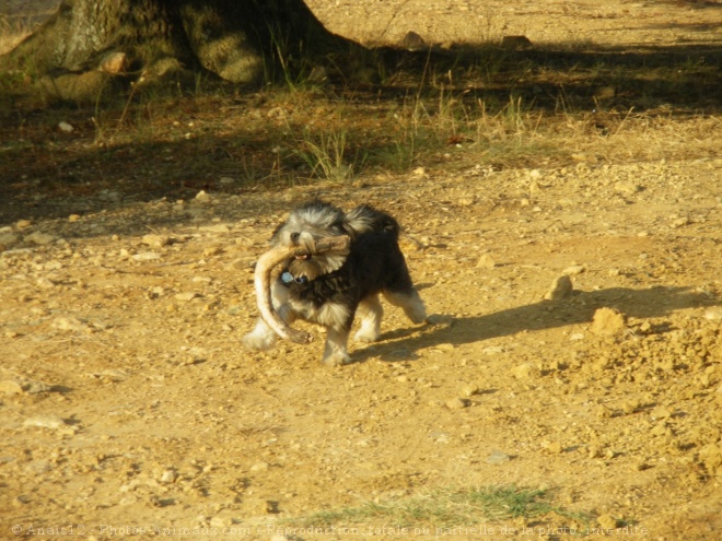 Photo de Petit chien lion