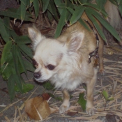 Photo de Chihuahua  poil long