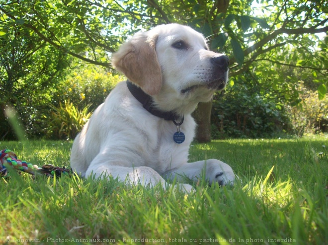 Photo de Golden retriever