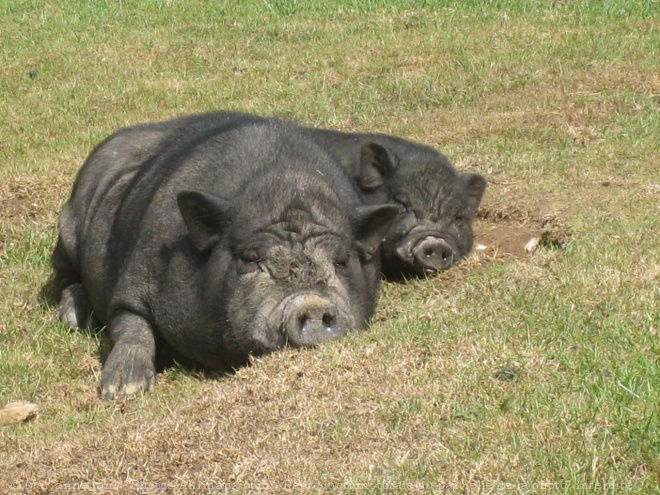 Photo de Cochon