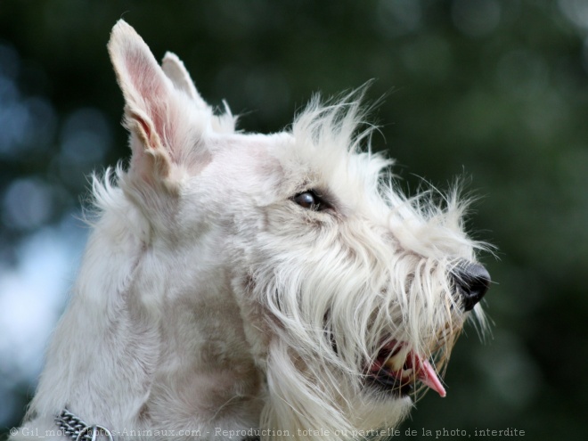 Photo de Scottish terrier