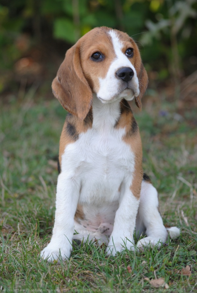 Photo de Beagle