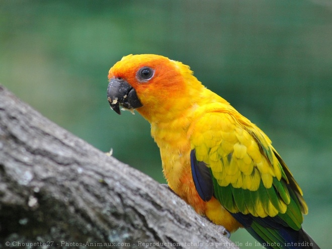 Photo de Conure soleil