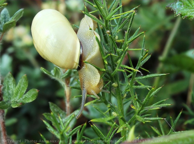 Photo d'Escargot