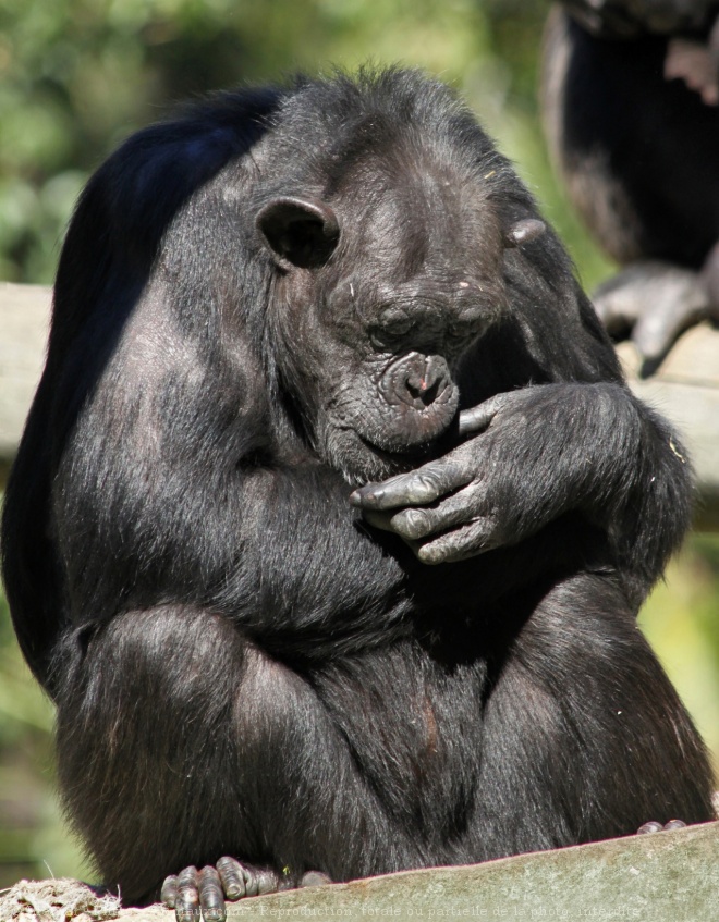 Photo de Singe - chimpanz