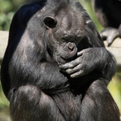 Photo de Singe - chimpanz