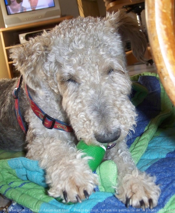 Photo de Fox terrier  poil dur