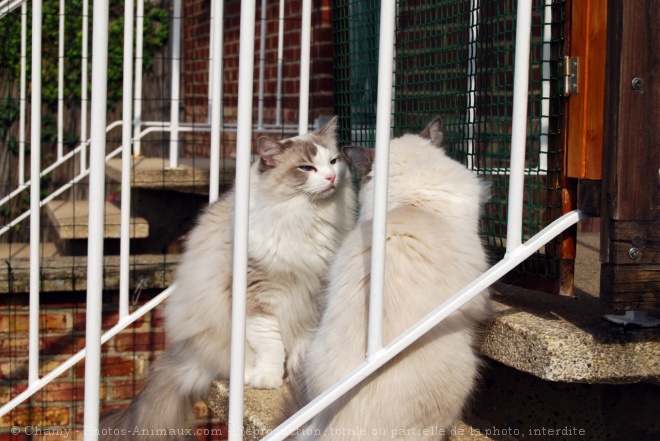 Photo de Ragdoll