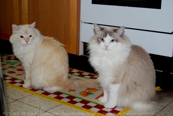 Photo de Ragdoll