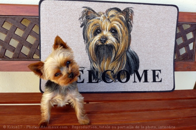 Photo de Yorkshire terrier