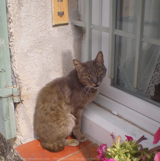 Photo de Chat domestique