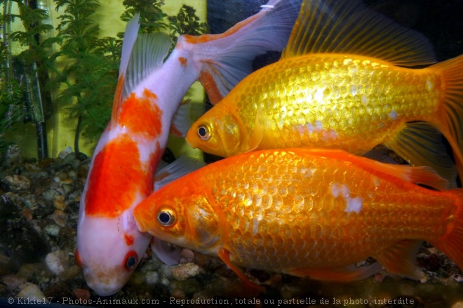 Photo de Poissons rouges