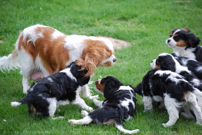 Photo de Cavalier king charles spaniel