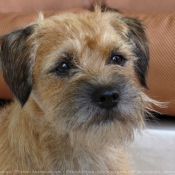 Photo de Border terrier