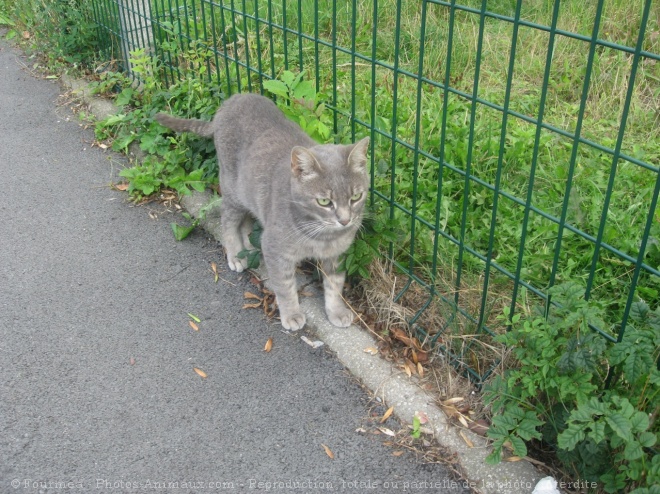 Photo de Chat domestique