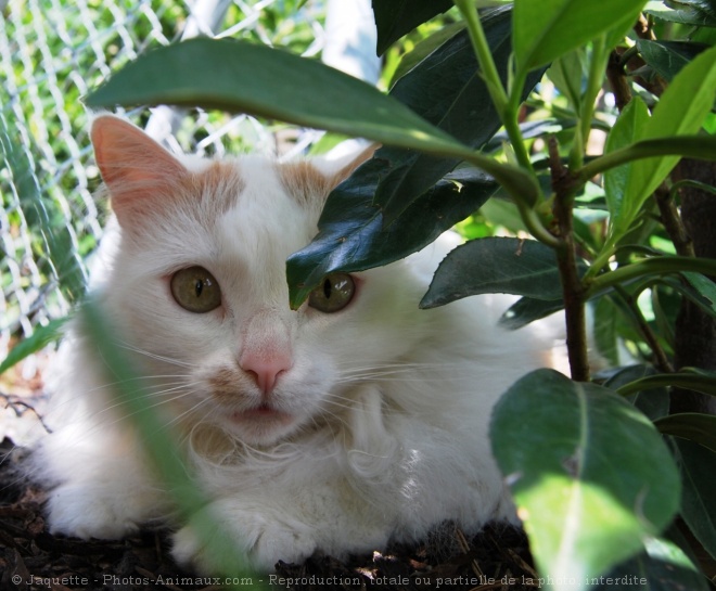 Photo de Chat domestique